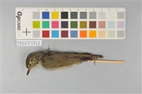 藏品(極北柳鶯)的圖片